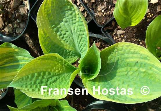 Hosta Paradise Surprise